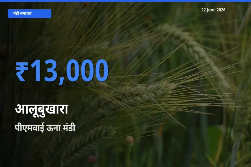 22 June अपडेट: आलूबुखारा के सबसे ऊँचे दाम पीएमवाई ऊना मंडी में