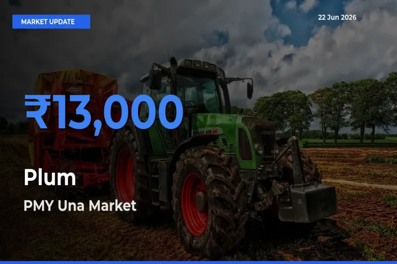 Farmers Prefer PMY Una as Plum Hits Highest Rate