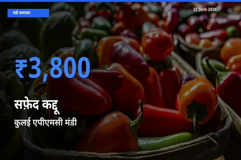22 June अपडेट: सफ़ेद कद्दू के सबसे ऊँचे दाम कुलई एपीएमसी मंडी में