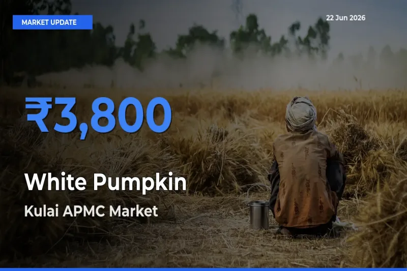 Kulai APMC Emerges as Top Mandi for White Pumpkin Prices Today