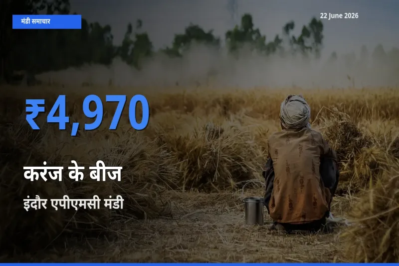 इंदौर एपीएमसी मंडी में करंज के बीज ₹4,970 पर पहुँचा – आज का सर्वोच्च भाव