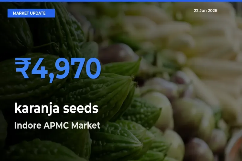 Top Performer! Indore APMC Offers Best karanja seeds Price Today