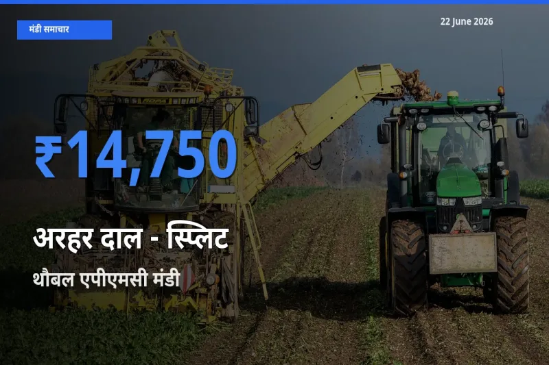 22 June अपडेट: अरहर दाल - स्प्लिट के सबसे ऊँचे दाम थौबल एपीएमसी मंडी में