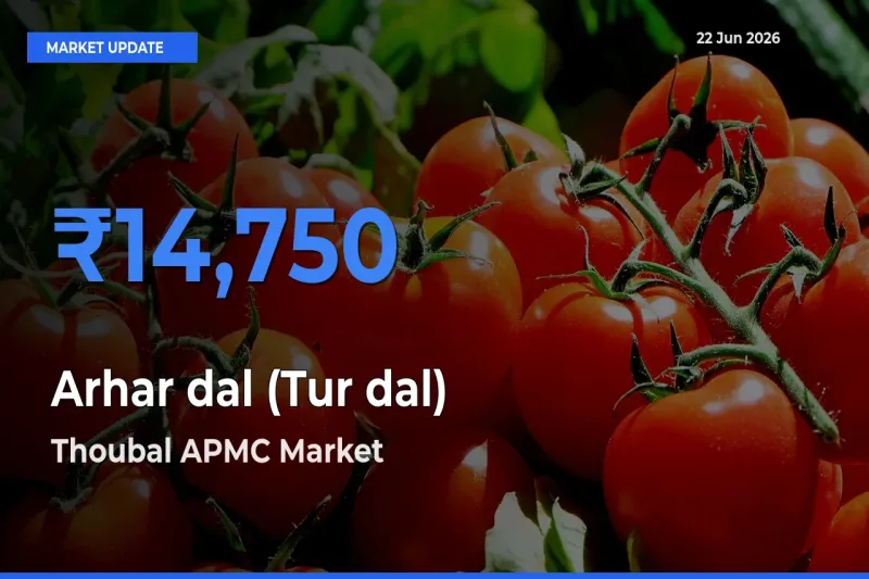 Thoubal APMC Tops Arhar dal (Tur dal) Rates – June 22 Market Update