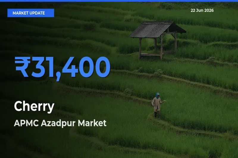 APMC Azadpur Tops Cherry Mandi Rates Today