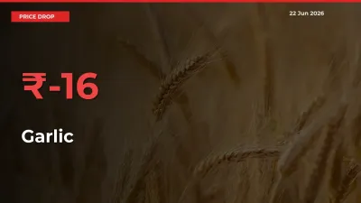 Sudden Shock! Garlic Drops 16.09% in 24 Hours at Top Mandis