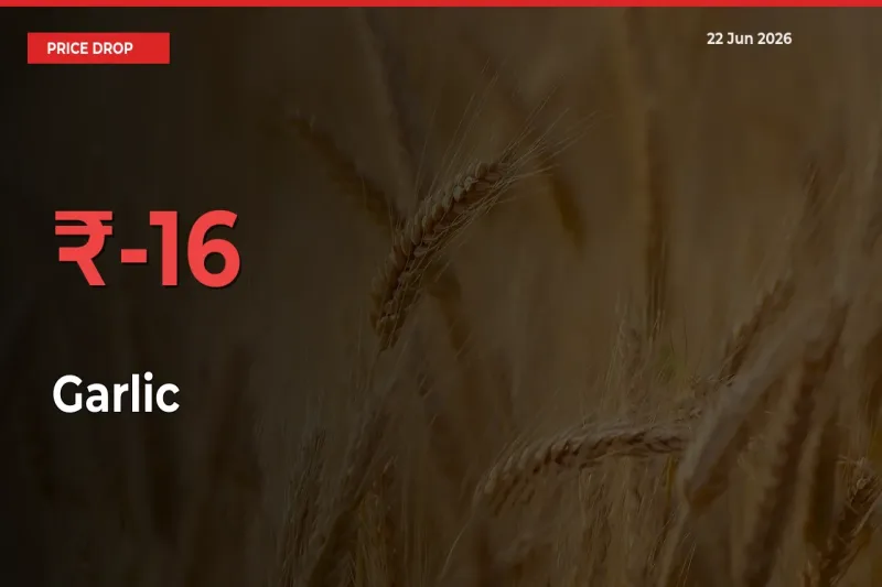 Sudden Shock! Garlic Drops 16.09% in 24 Hours at Top Mandis