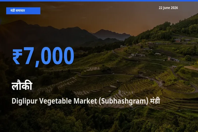 आज लौकी के सबसे ऊँचे दाम ₹7,000 Diglipur Vegetable Market (Subhashgram) मंडी में
