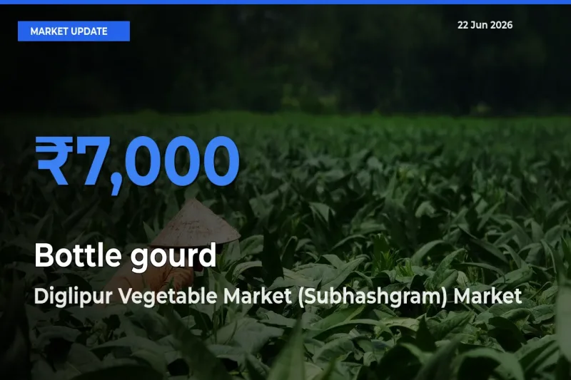 Diglipur Vegetable Market (Subhashgram) Records Highest ₹7,000 Rate for Bottle gourd