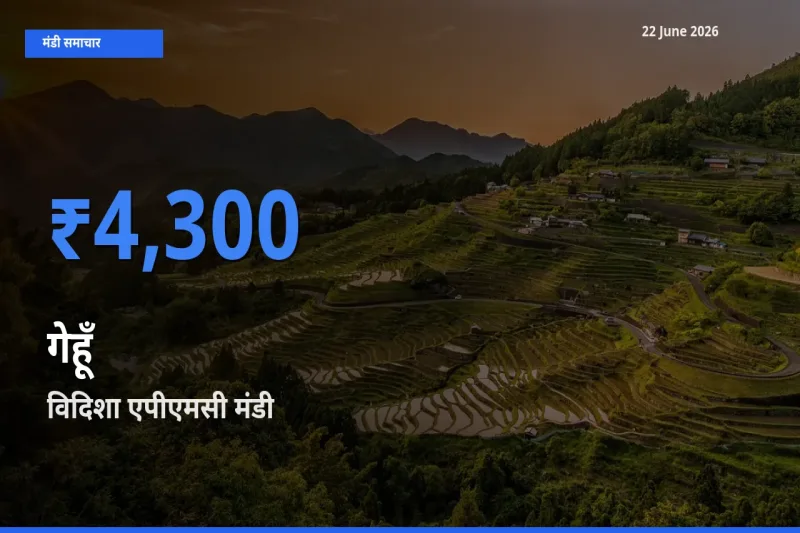 विदिशा एपीएमसी मंडी में आज गेहूँ के सबसे ऊँचे दाम दर्ज
