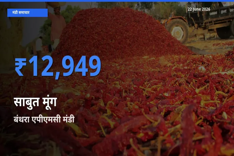 किसानों की पसंद बना बंथरा एपीएमसी, साबुत मूंग के सबसे अच्छे दाम