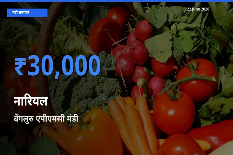 किसानों की पसंद बना बेंगलुरु एपीएमसी, नारियल के सबसे अच्छे दाम