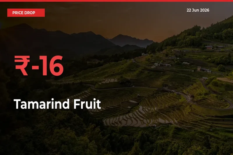 Tamarind Fruit Falls 15.69% at Mandis