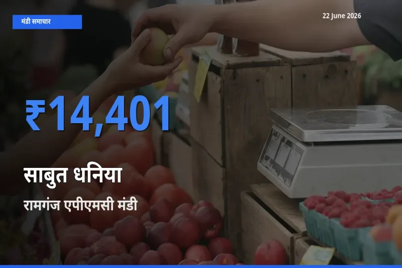 किसानों की पसंद बना रामगंज एपीएमसी, साबुत धनिया के सबसे अच्छे दाम
