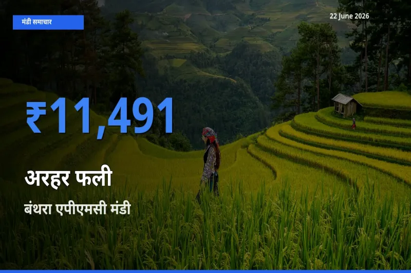 आज का मंडी भाव: अरहर फली के सबसे ज़्यादा दाम बंथरा एपीएमसी में