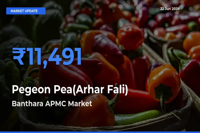 Farmers Prefer Banthara APMC as Pegeon Pea(Arhar Fali) Hits Highest Rate