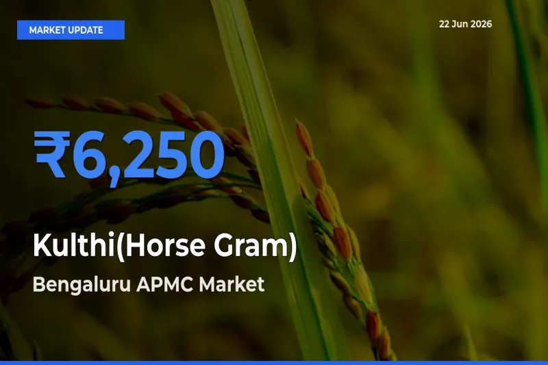 Bengaluru APMC Tops Kulthi(Horse Gram) Rates – June 22 Market Update
