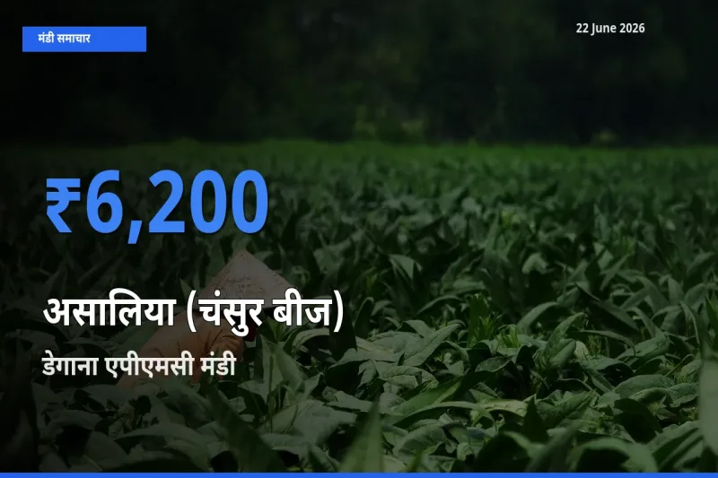 डेगाना एपीएमसी में असालिया (चंसुर बीज) का आज सबसे ऊँचा भाव