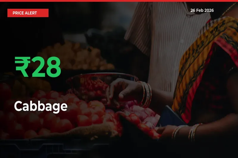 27.72% Spike in Cabbage Prices – Mandi Sees Sudden Rally