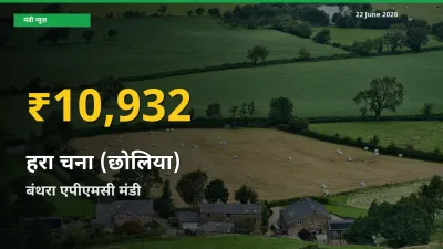 रिकॉर्ड तेज़ी! बंथरा एपीएमसी में हरा चना (छोलिया) ₹10,932 पर पहुँचा