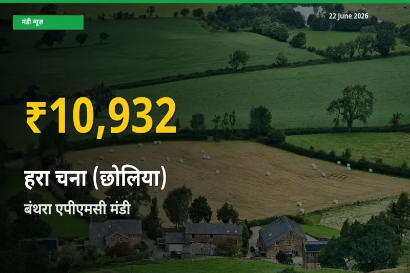 रिकॉर्ड तेज़ी! बंथरा एपीएमसी में हरा चना (छोलिया) ₹10,932 पर पहुँचा