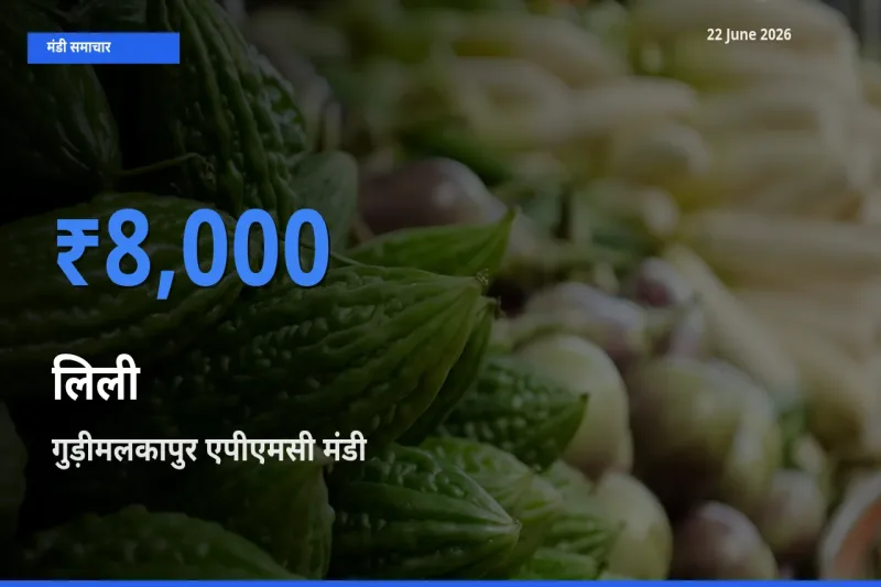 गुड़ीमलकापुर एपीएमसी मंडी में लिली ₹8,000 पर पहुँचा – आज का सर्वोच्च भाव