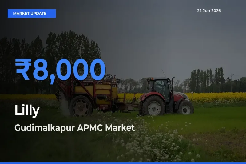 Lilly Mandi Rate Today: Gudimalkapur APMC Tops the List