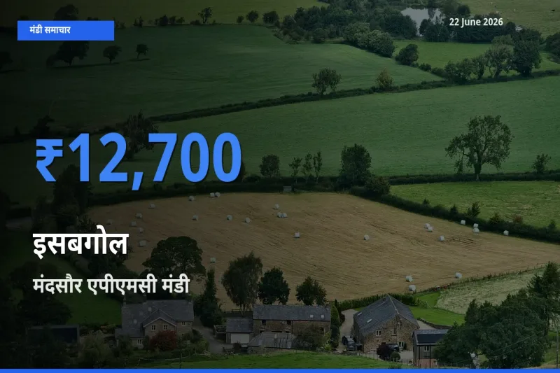 टॉप मंडी बना मंदसौर एपीएमसी! इसबगोल के सबसे ऊँचे दाम यहीं दर्ज