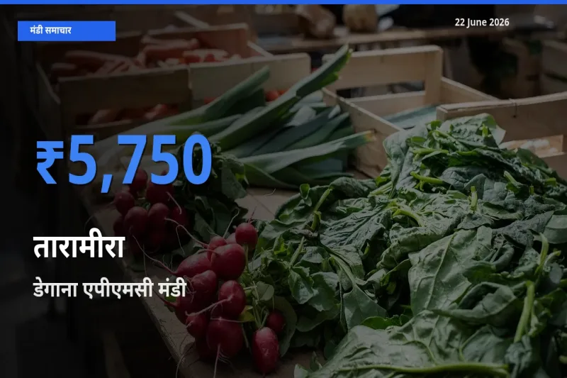 टॉप मंडी बना डेगाना एपीएमसी! तारामीरा के सबसे ऊँचे दाम यहीं दर्ज