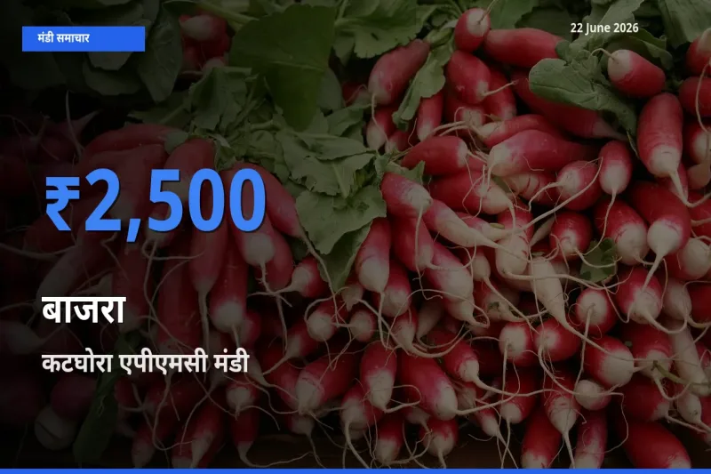 कटघोरा एपीएमसी मंडी में आज बाजरा के सबसे ऊँचे दाम दर्ज