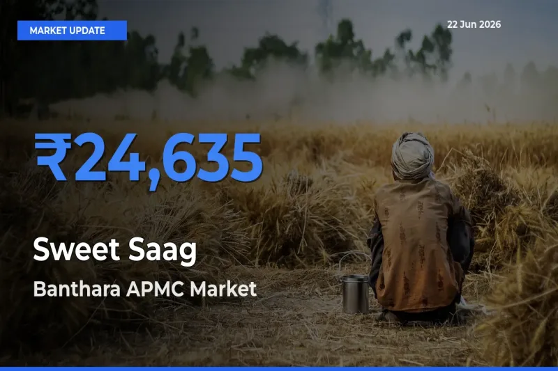Farmers Prefer Banthara APMC as Sweet Saag Hits Highest Rate