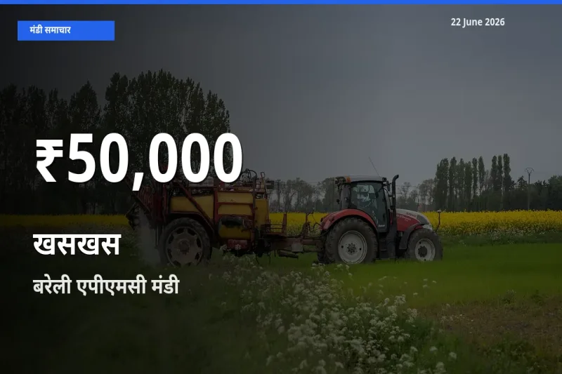 बरेली एपीएमसी में खसखस के दाम 30 दिन के न्यूनतम स्तर पर, आज का मंडी भाव देखें
