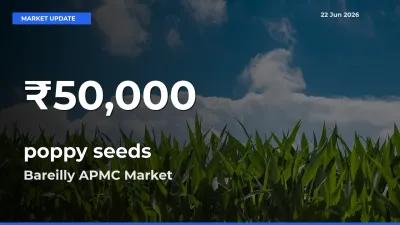 Why poppy seeds Prices Slumped in Bareilly APMC – 30-Day Low Today