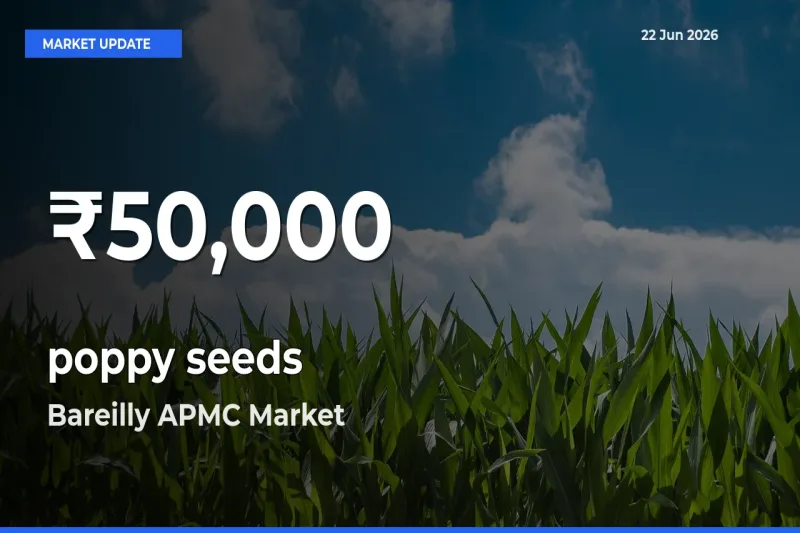 Why poppy seeds Prices Slumped in Bareilly APMC – 30-Day Low Today
