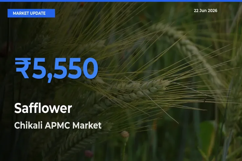 Chikali APMC Records Highest ₹5,550 Rate for Safflower