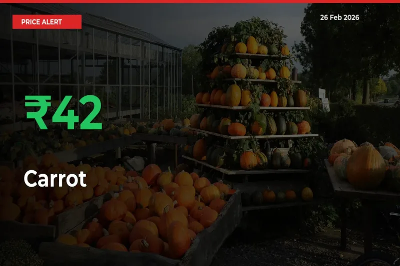 Big Rally! Carrot Climbs 41.69% in 24 Hours at Top Mandis