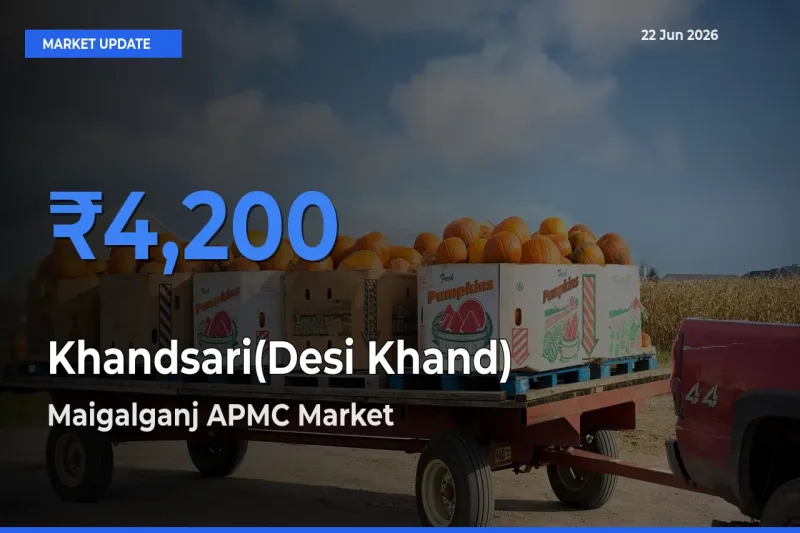 Maigalganj APMC Leads as Top Mandi for Khandsari(Desi Khand) Prices