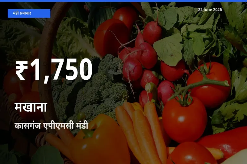 आज का मंडी भाव: कासगंज एपीएमसी में मखाना 30 दिन के सबसे कम स्तर पर