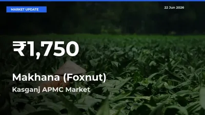 Sharp Fall! Makhana (Foxnut) Prices Drop to 30-Day Low in Kasganj APMC