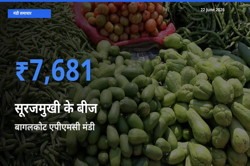 किसानों की पसंद बना बागलकोट एपीएमसी, सूरजमुखी के बीज के सबसे अच्छे दाम