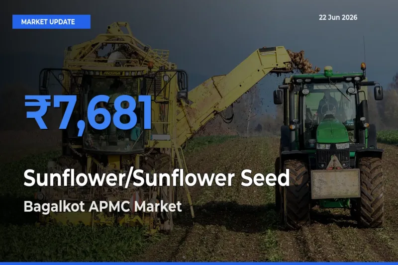 Market Watch: Bagalkot APMC Becomes Top Mandi for Sunflower/Sunflower Seed