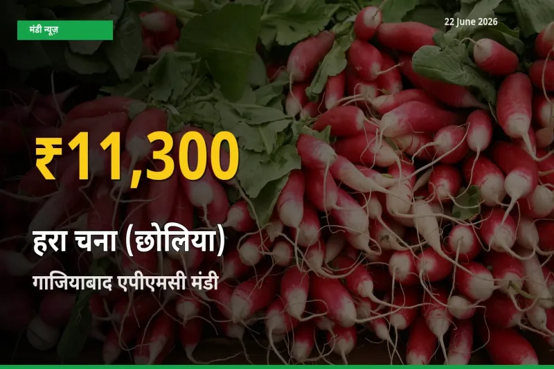 रिकॉर्ड तेज़ी! गाजियाबाद एपीएमसी में हरा चना (छोलिया) ₹11,300 पर पहुँचा