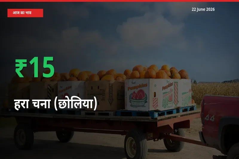 आज का मंडी भाव: हरा चना (छोलिया) के दाम मंडी में 15.41% ऊपर