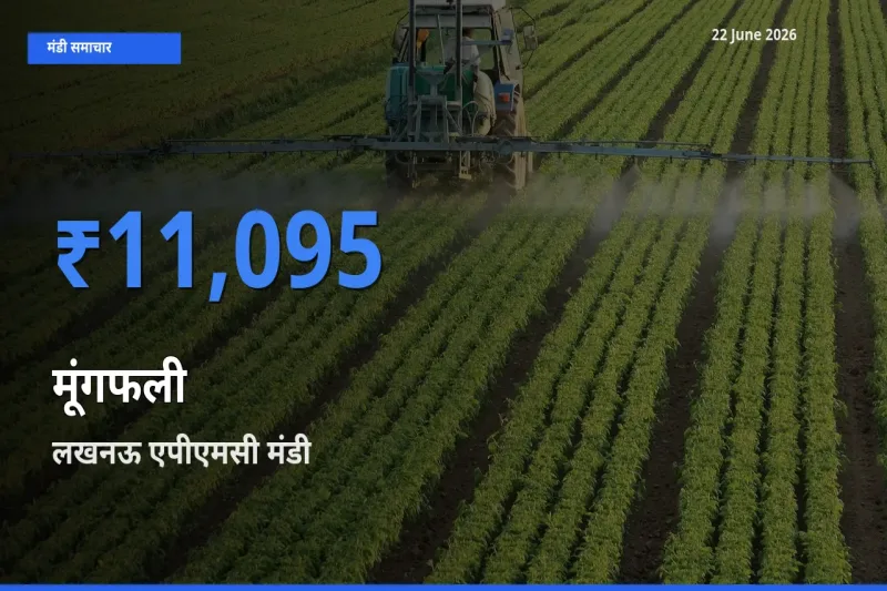 आज मूंगफली के सबसे ज़्यादा दाम लखनऊ एपीएमसी मंडी में दर्ज