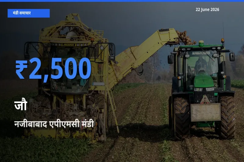 आज जौ के सबसे ज़्यादा दाम नजीबाबाद एपीएमसी मंडी में दर्ज
