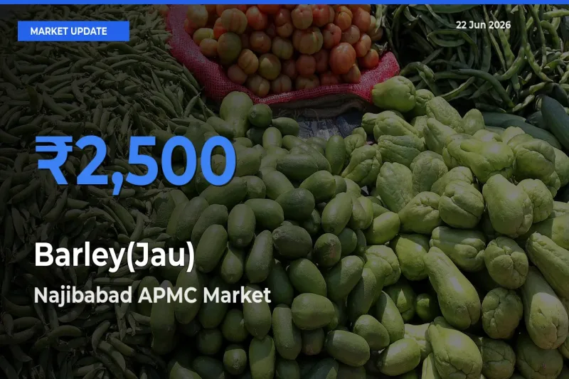 Najibabad APMC Records Highest ₹2,500 Rate for Barley(Jau)