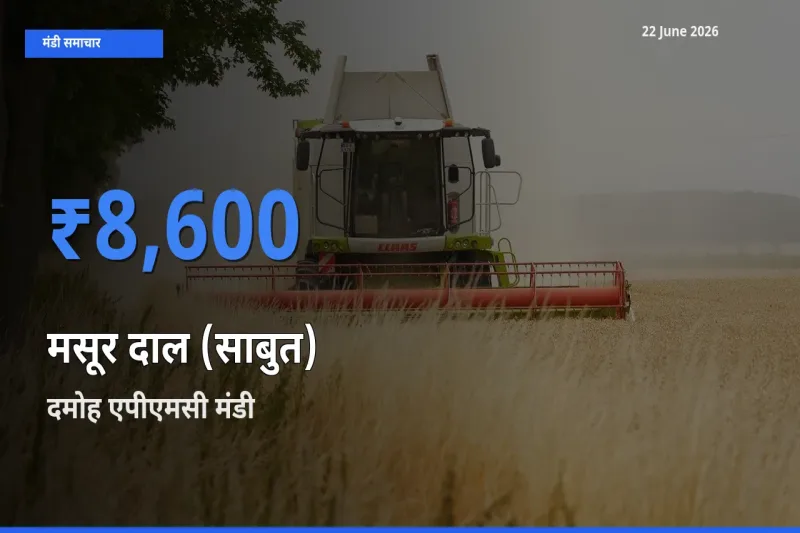 आज मसूर दाल (साबुत) के सबसे ज़्यादा दाम दमोह एपीएमसी मंडी में दर्ज