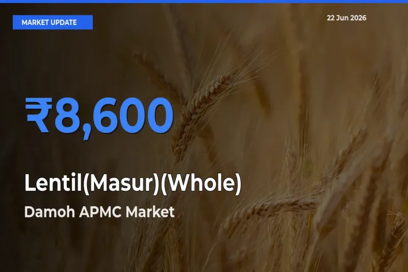 Damoh APMC Tops Lentil(Masur)(Whole) Mandi Rates Today