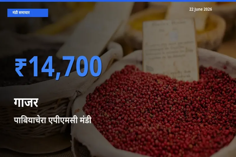 आज गाजर के सबसे ऊँचे दाम ₹14,700 पाबियाचेरा एपीएमसी मंडी में