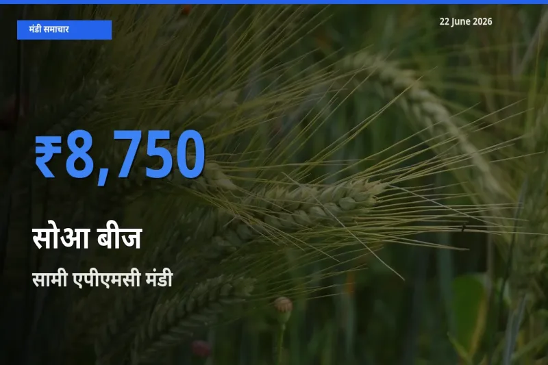 22 June अपडेट: सोआ बीज के सबसे ऊँचे दाम सामी एपीएमसी मंडी में